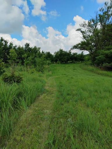 Trail above East Driveway Field, headed roughly west toward house (Bee Line)