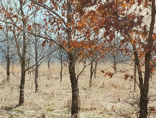Hardwood restoration planted in 2006 includes many varieties of Oak as well as other Native hardwoods