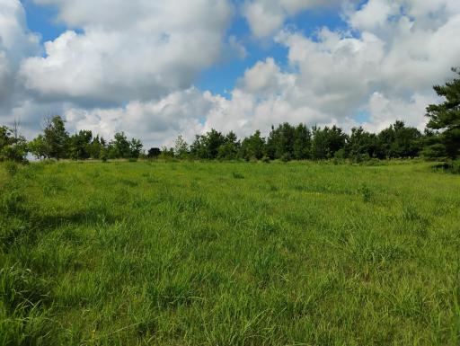 Field East of Driveway Oak Restoration Plantation