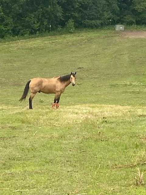 Ideal for multiple horses, 2 pasture areas