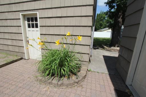 daffodil on patio.jpg