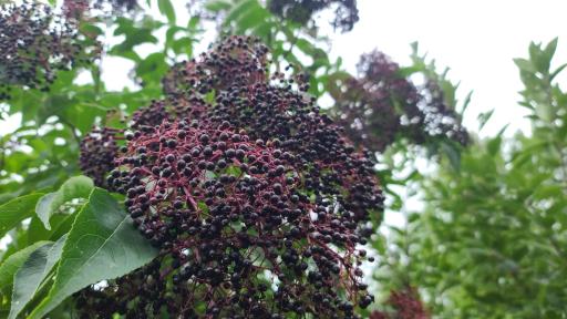 Photo 38