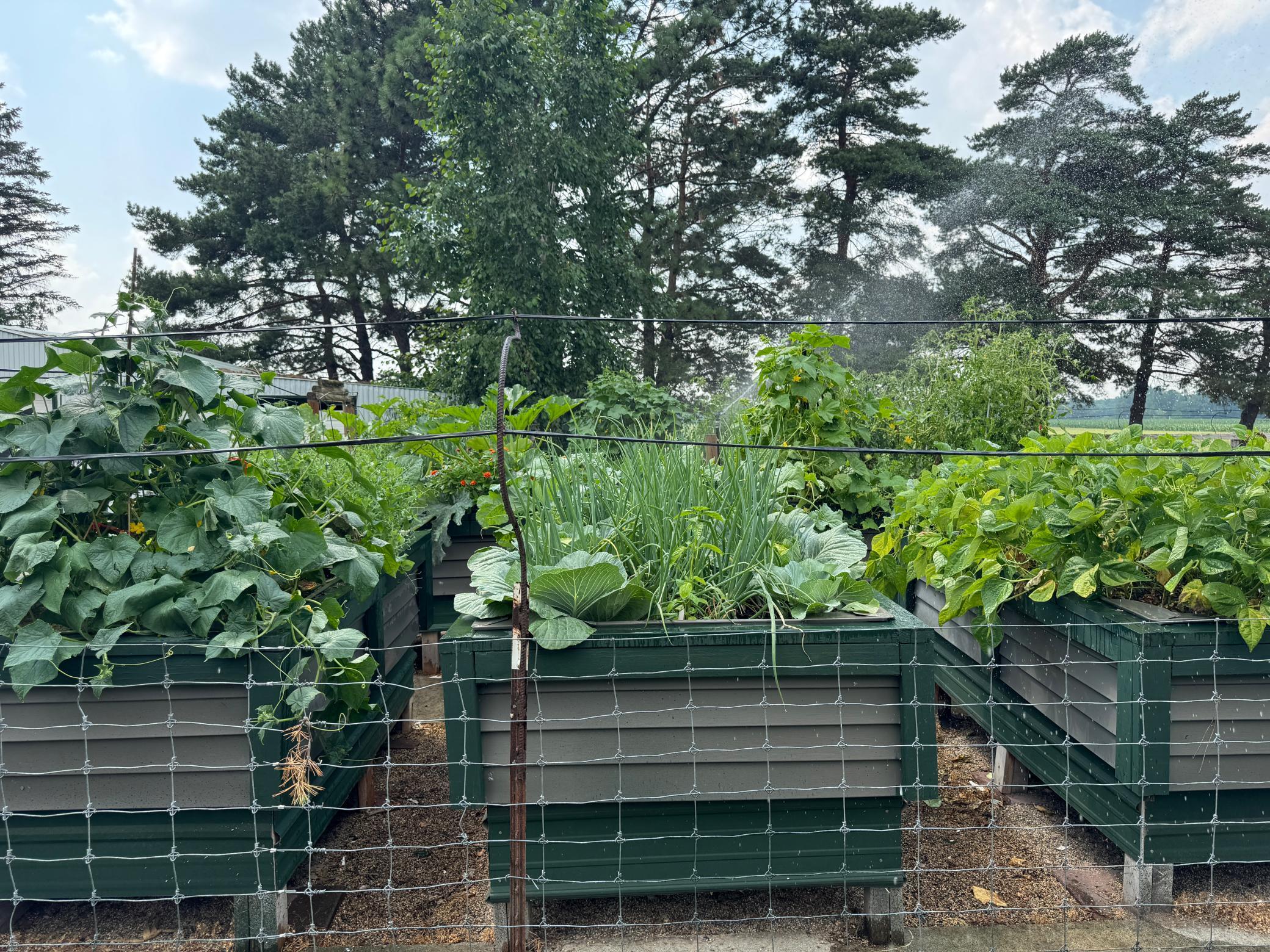Raised Beds