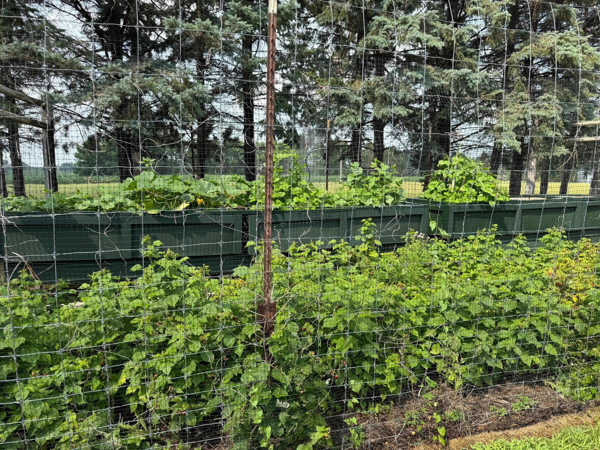 Raspberries!