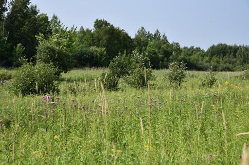 DSC_4378.JPG