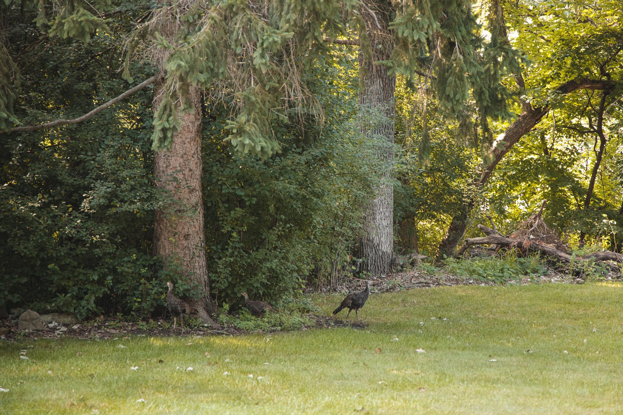 WILDLIFE