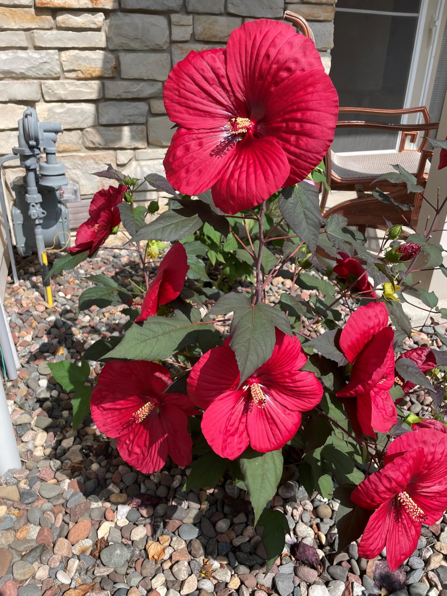 Perennial flowers add such beauty