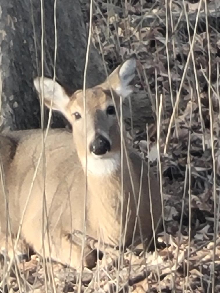 Backyard Passer by