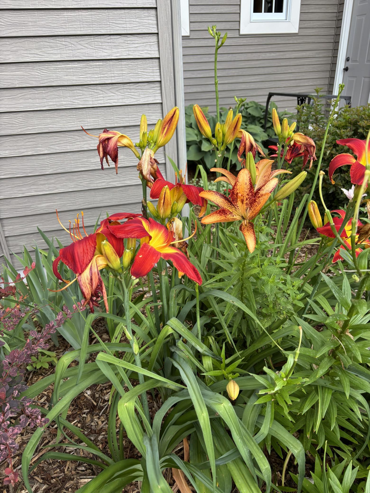 Landscaping