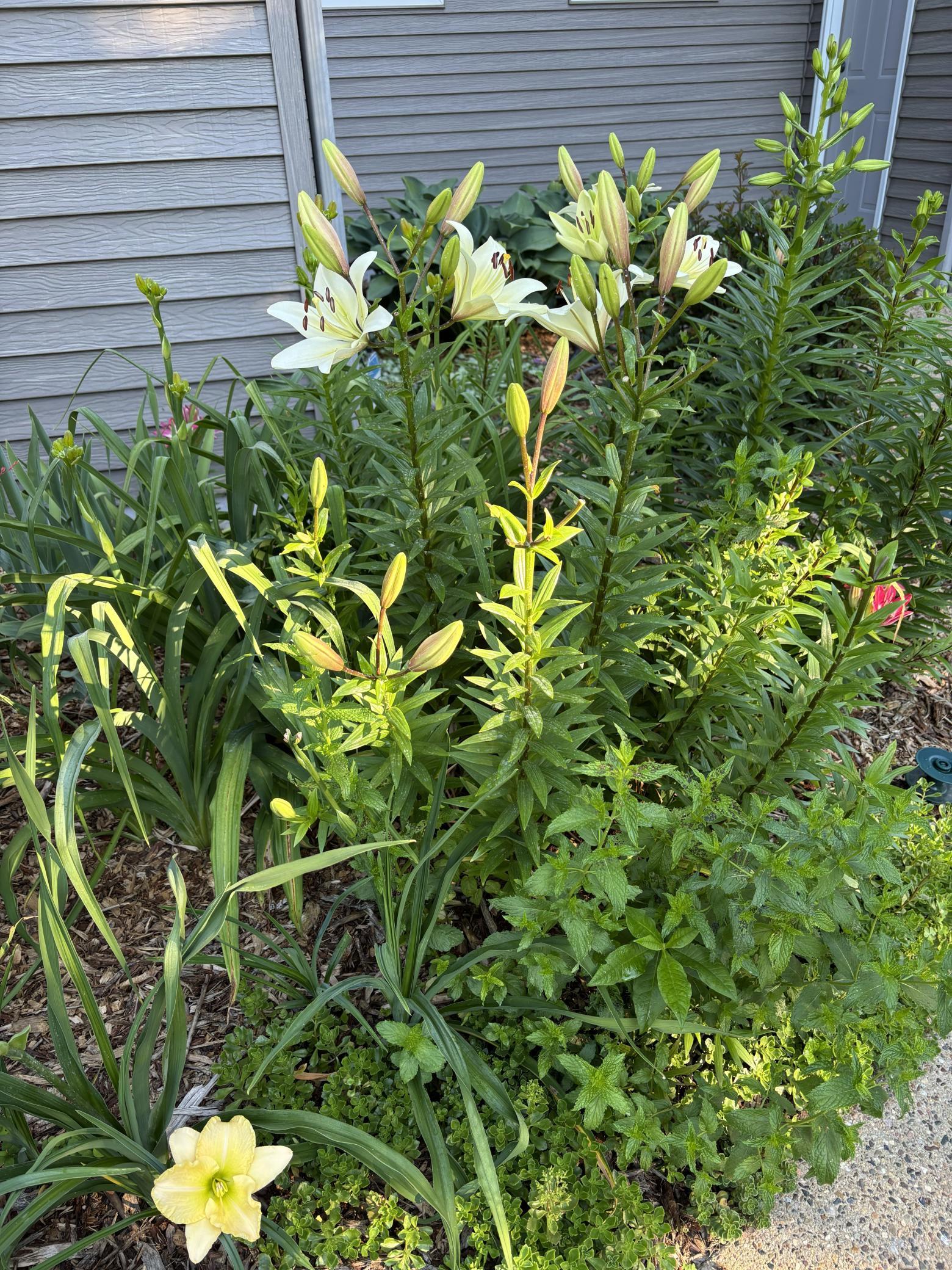 Landscaping