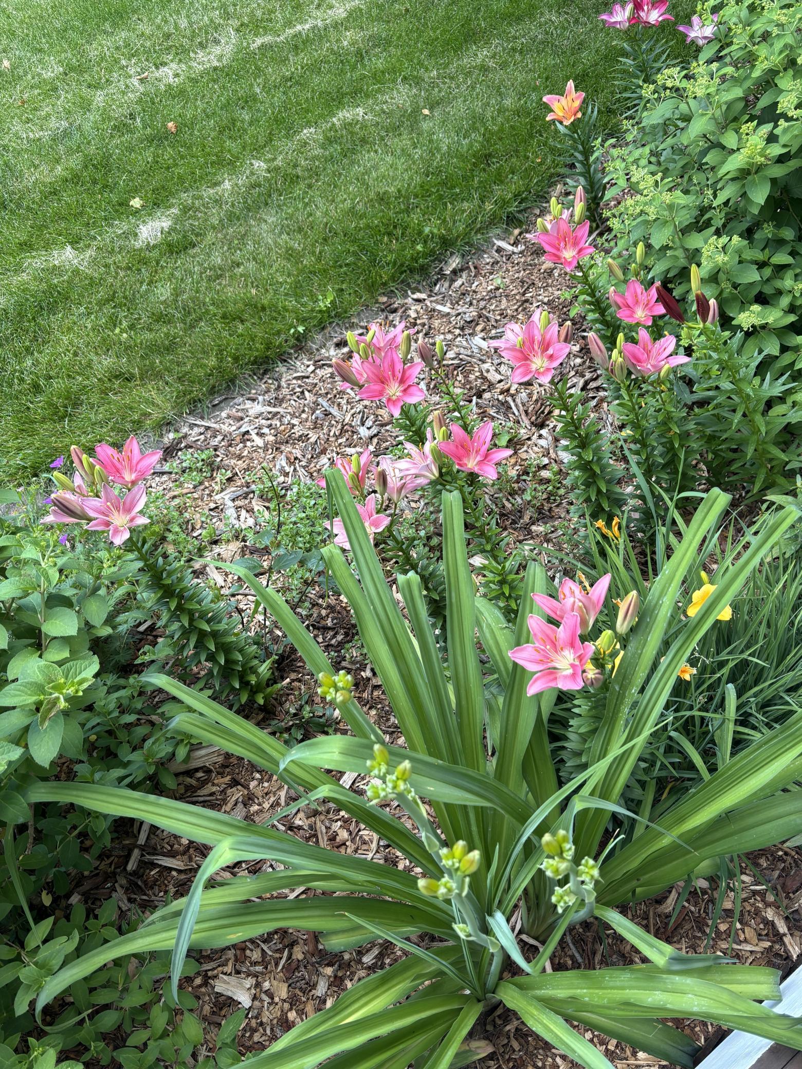 Landscaping
