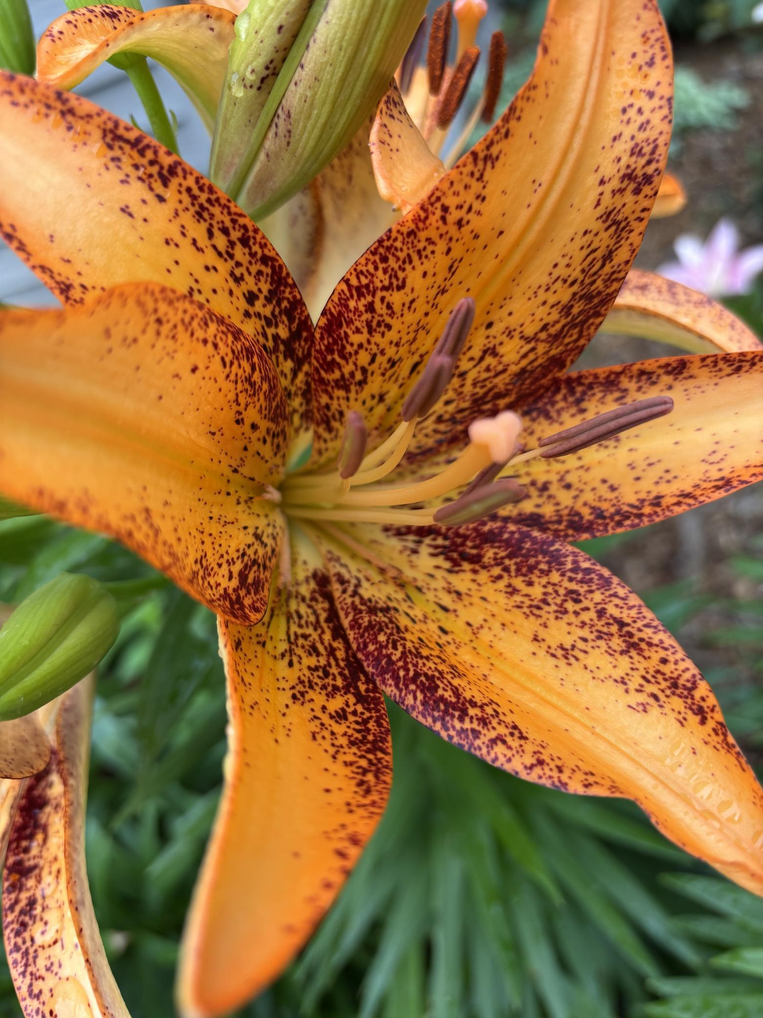 Flower 7