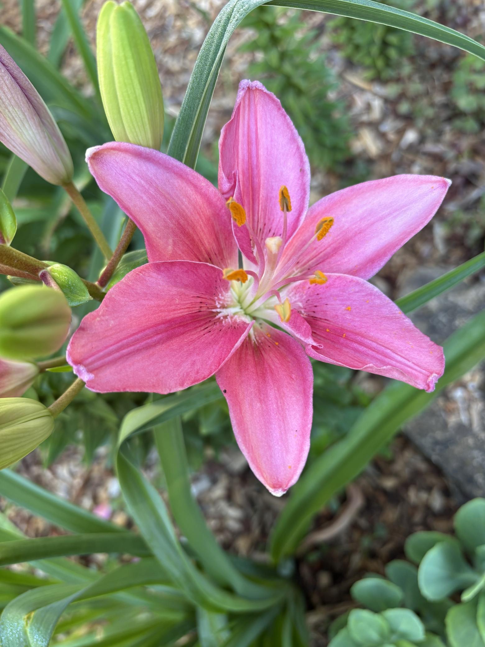 Flower