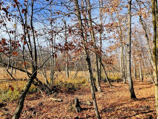 Surrounded by nature and marshes
