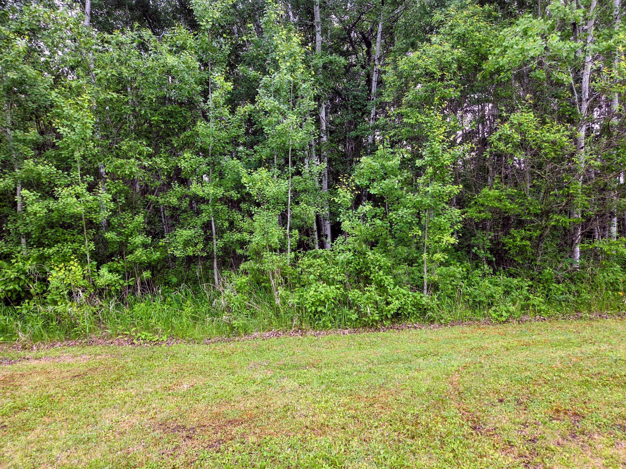 Woods.jpg