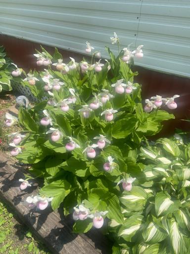 Lady slippers