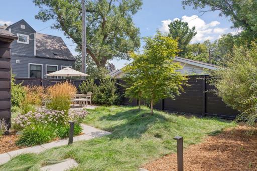 Low mow fescue grass in the backyard dramatically reduces mowing and saves water.