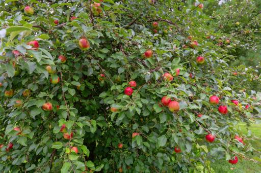 44 apple trees.jpg