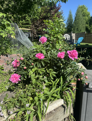 Something new seems to be blooming around every corner of this yard.