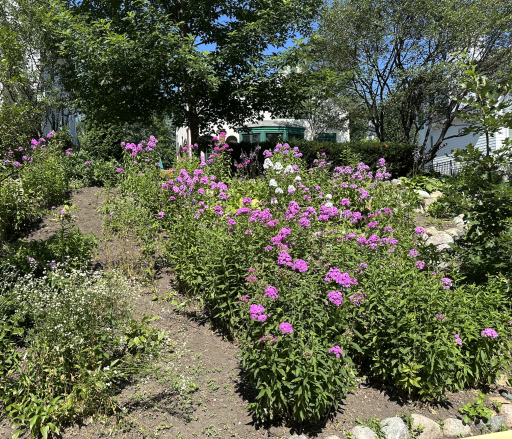Perennials everywhere you look. The hard work has already been done.