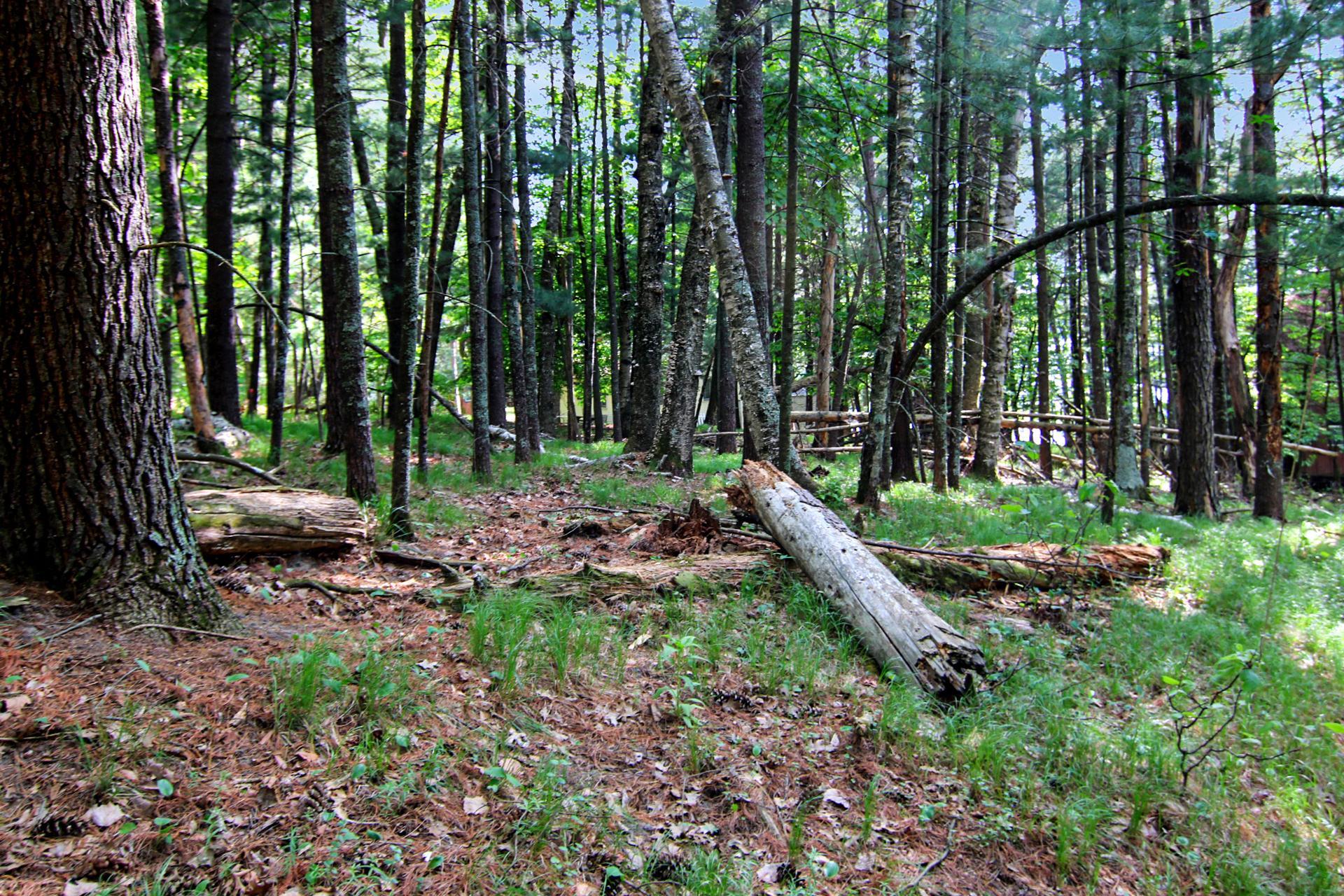 Wooded Privacy