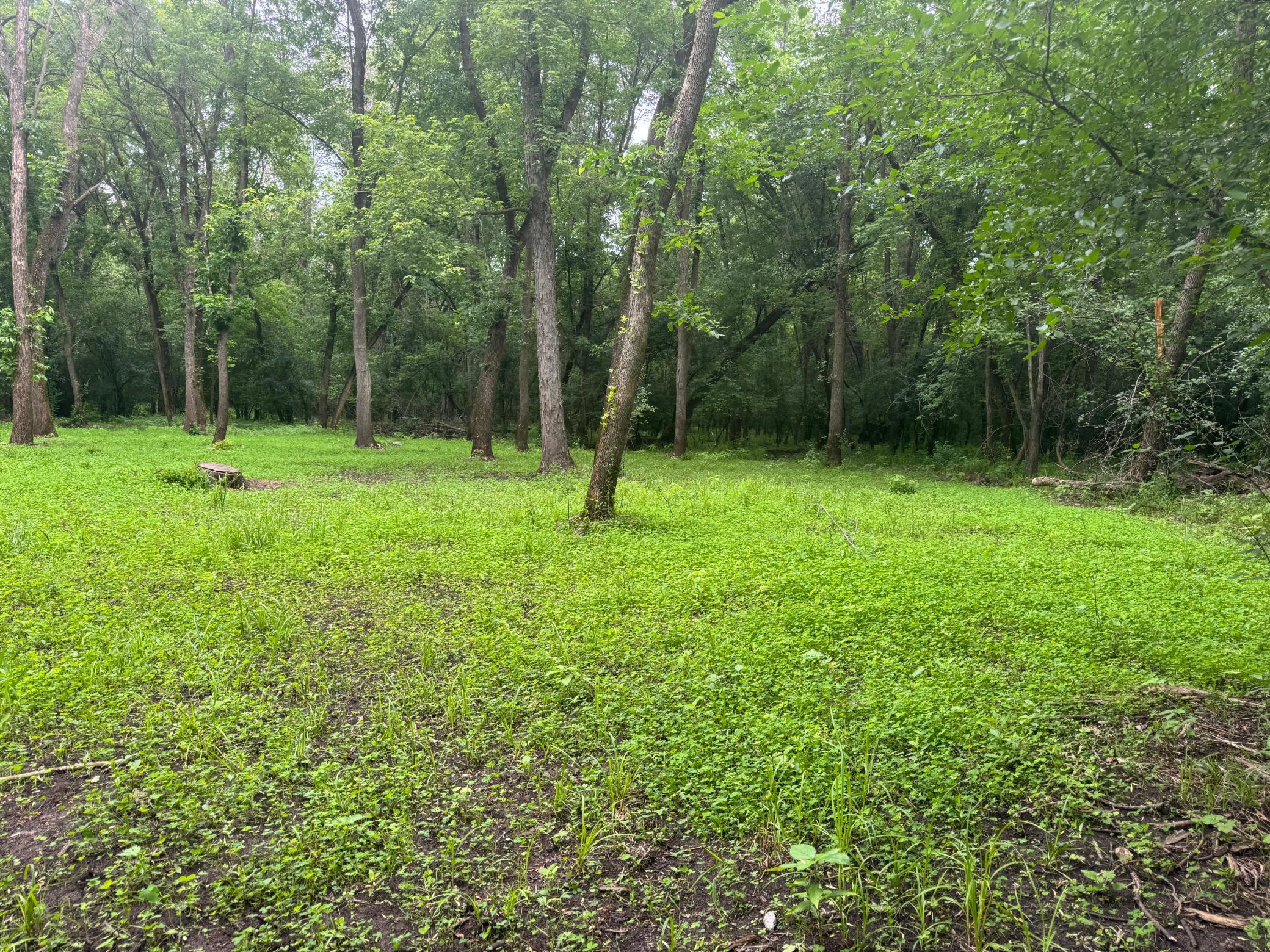 Food Plot 5