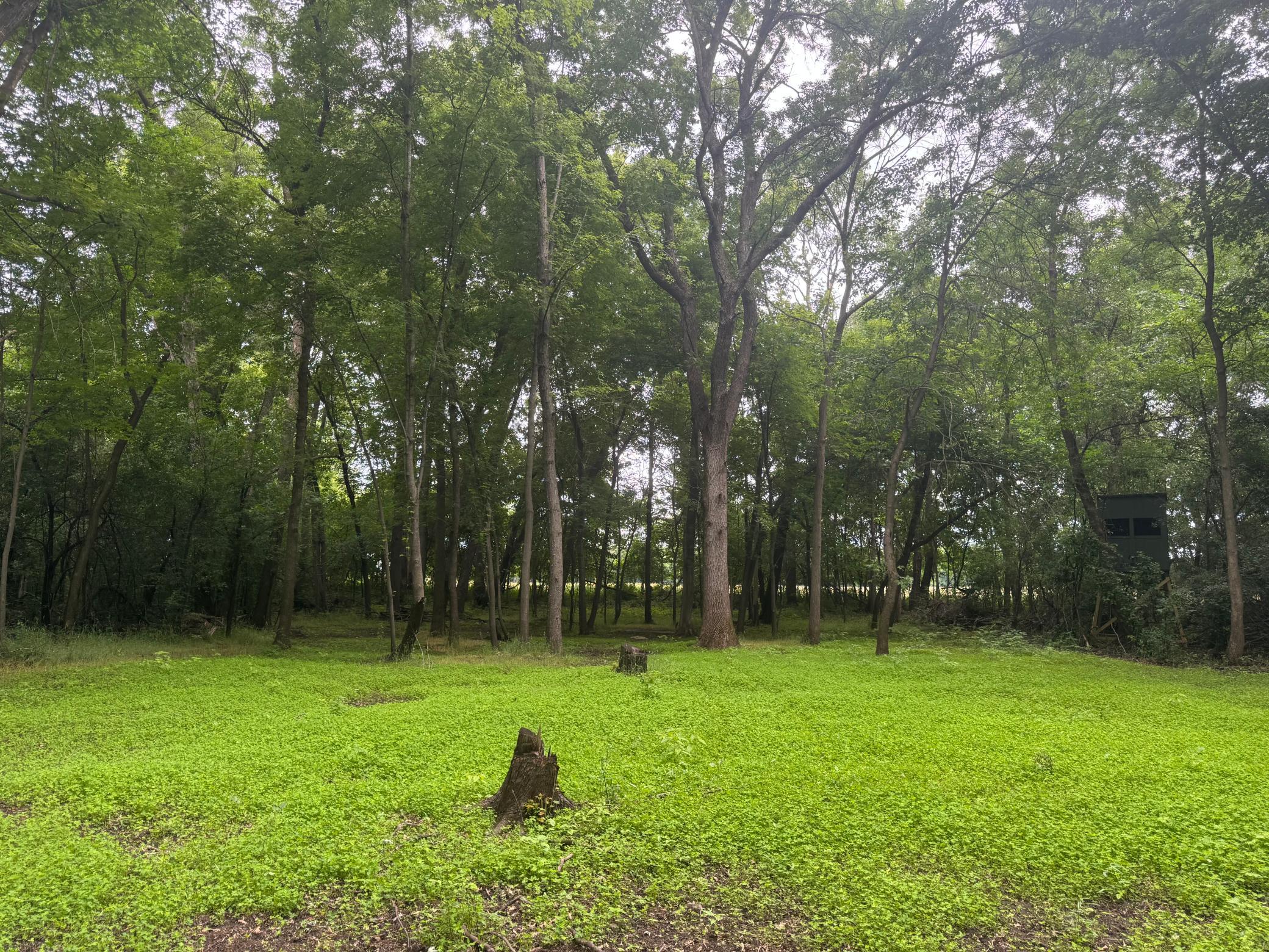 Food Plot 2