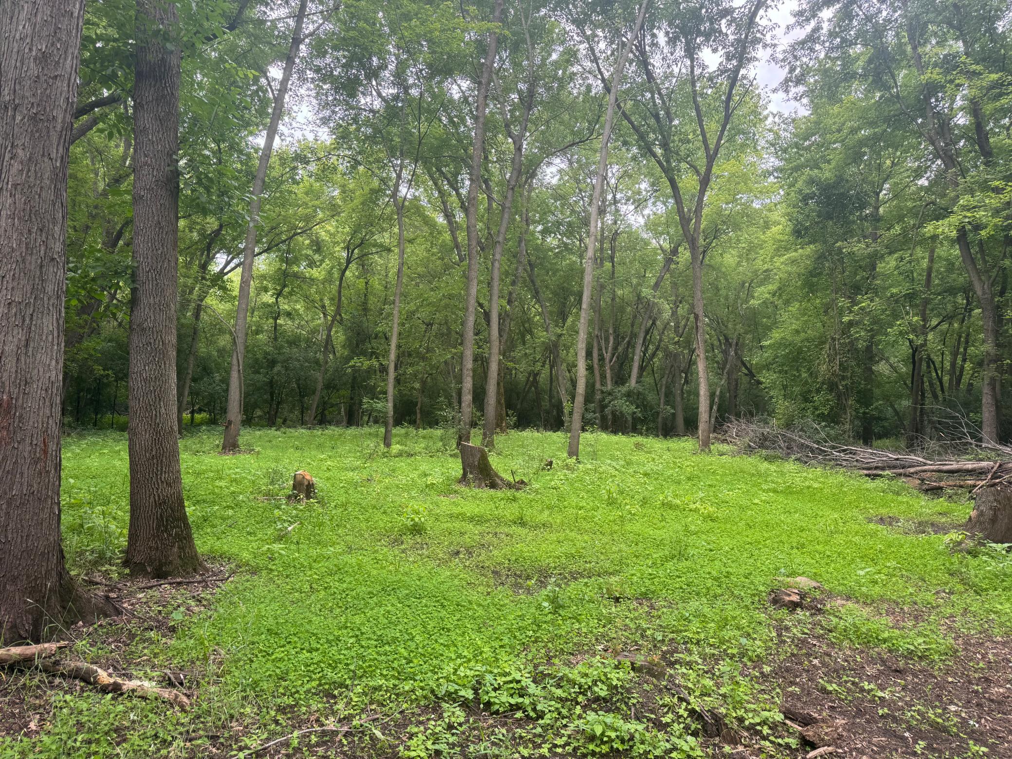 Food Plot 1