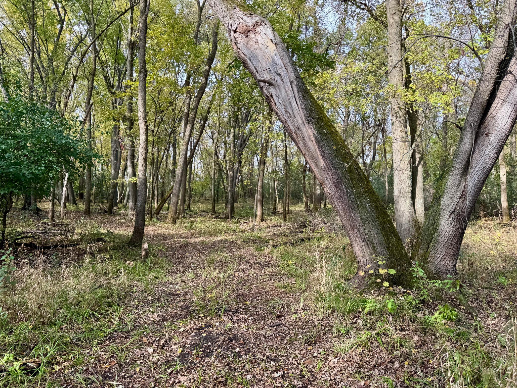 Professionally Groomed Trails