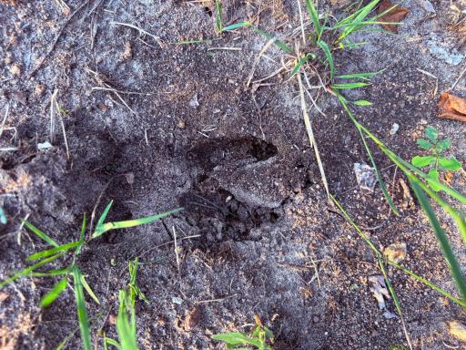 Deer tracks