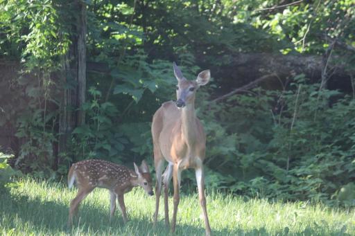 Doe and fawn