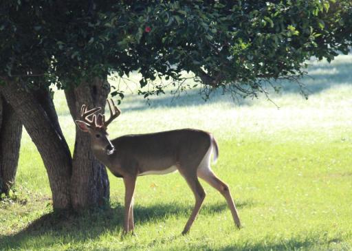 White tail buck