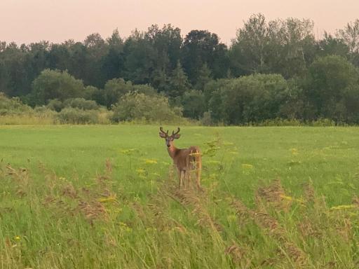 Young buck