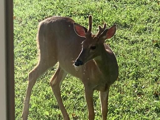 Young buck