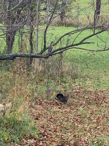 Ruffed grouse
