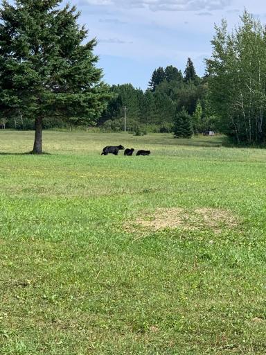 Black bear