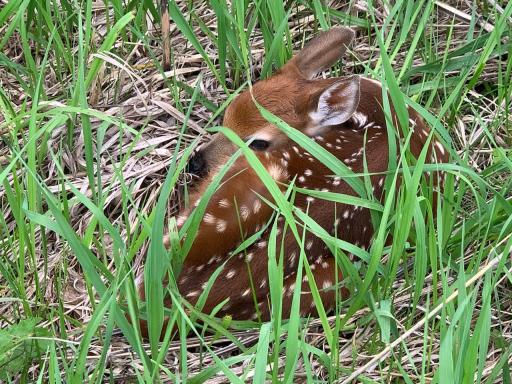 Fawn
