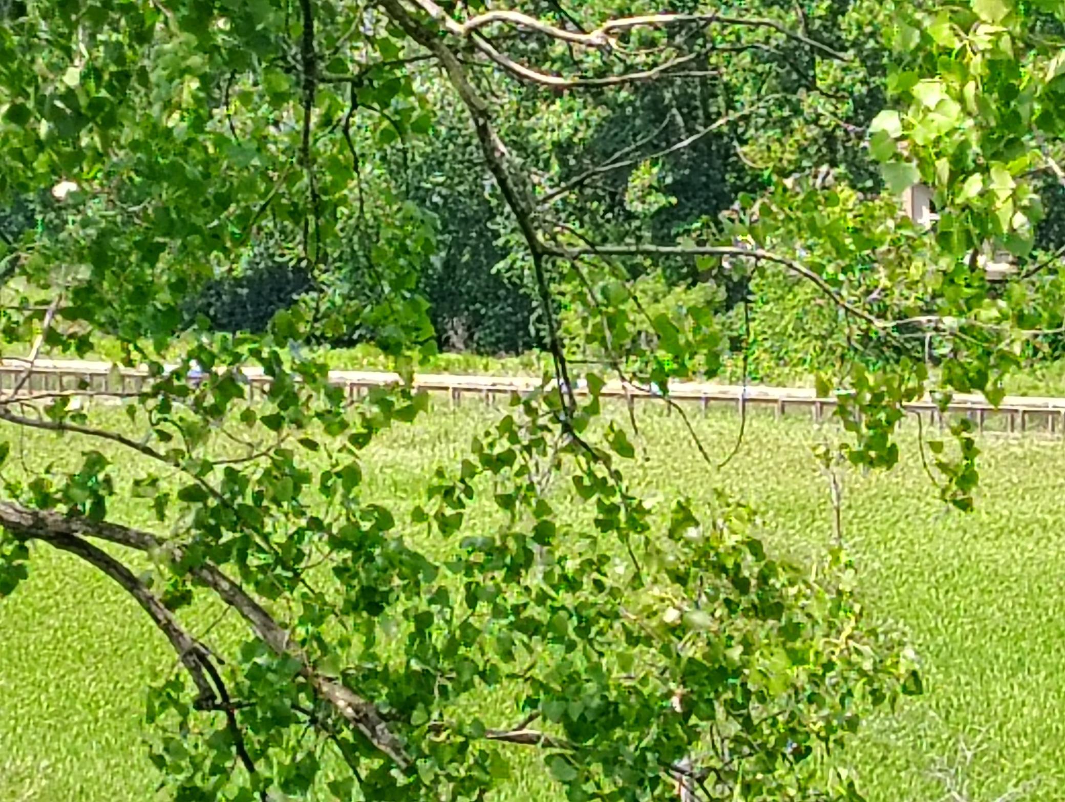 View of the walking Trail.jpg