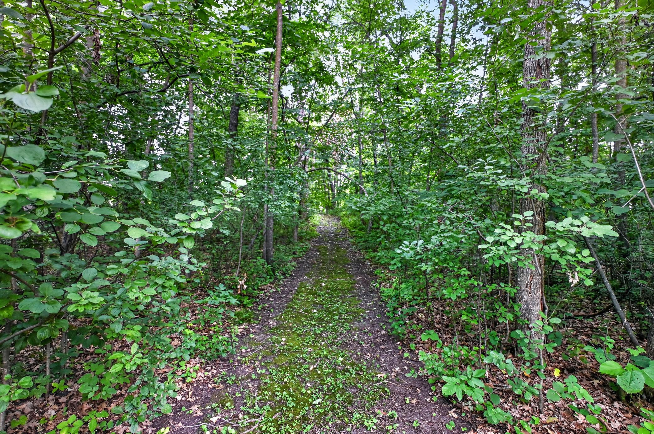 More Trails.jpg