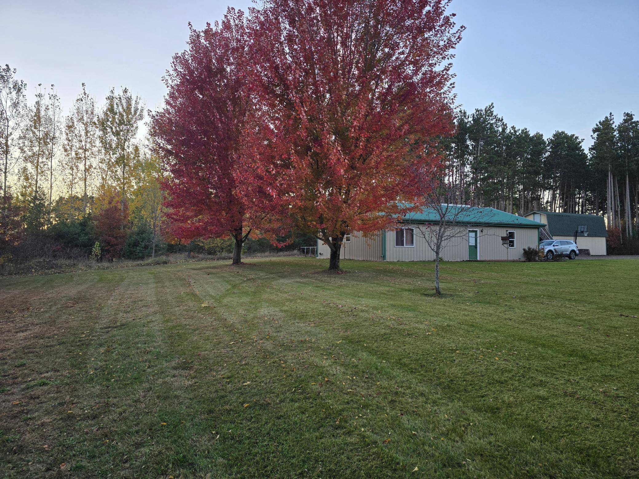 Maple Trees