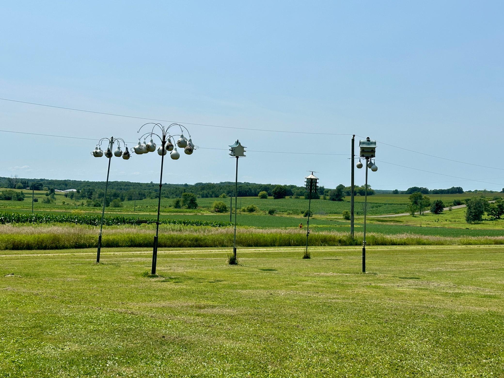 Many martin houses.