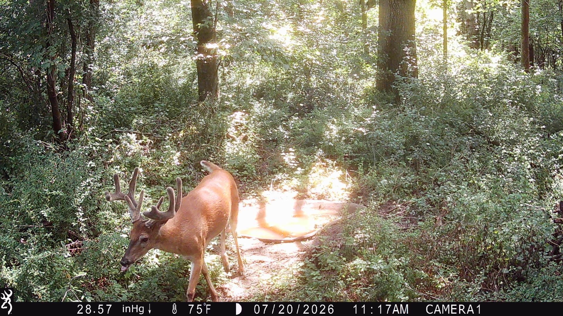 Pic taken 400 yards to East on seller's land.