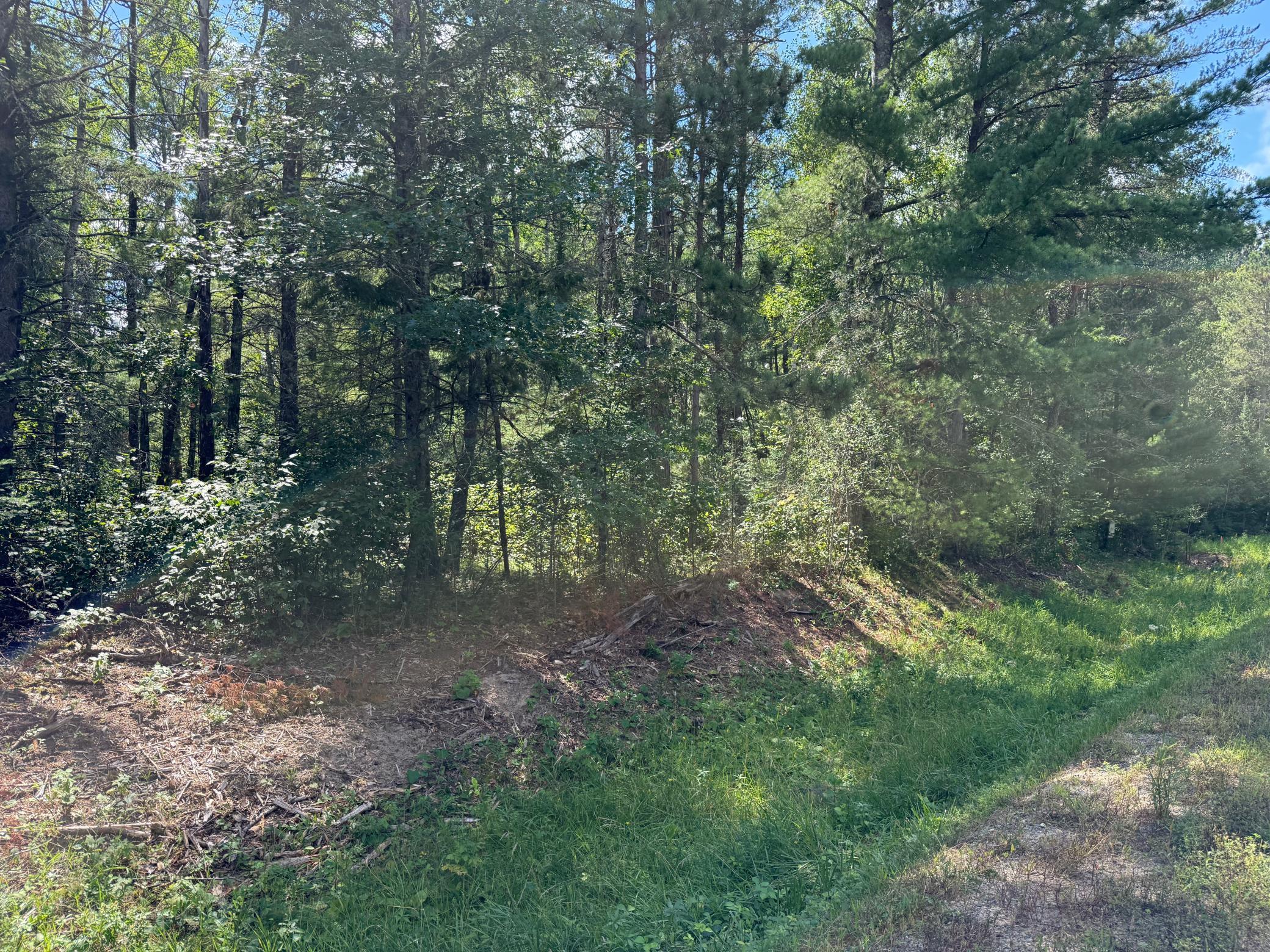 Heavily wooded lot
