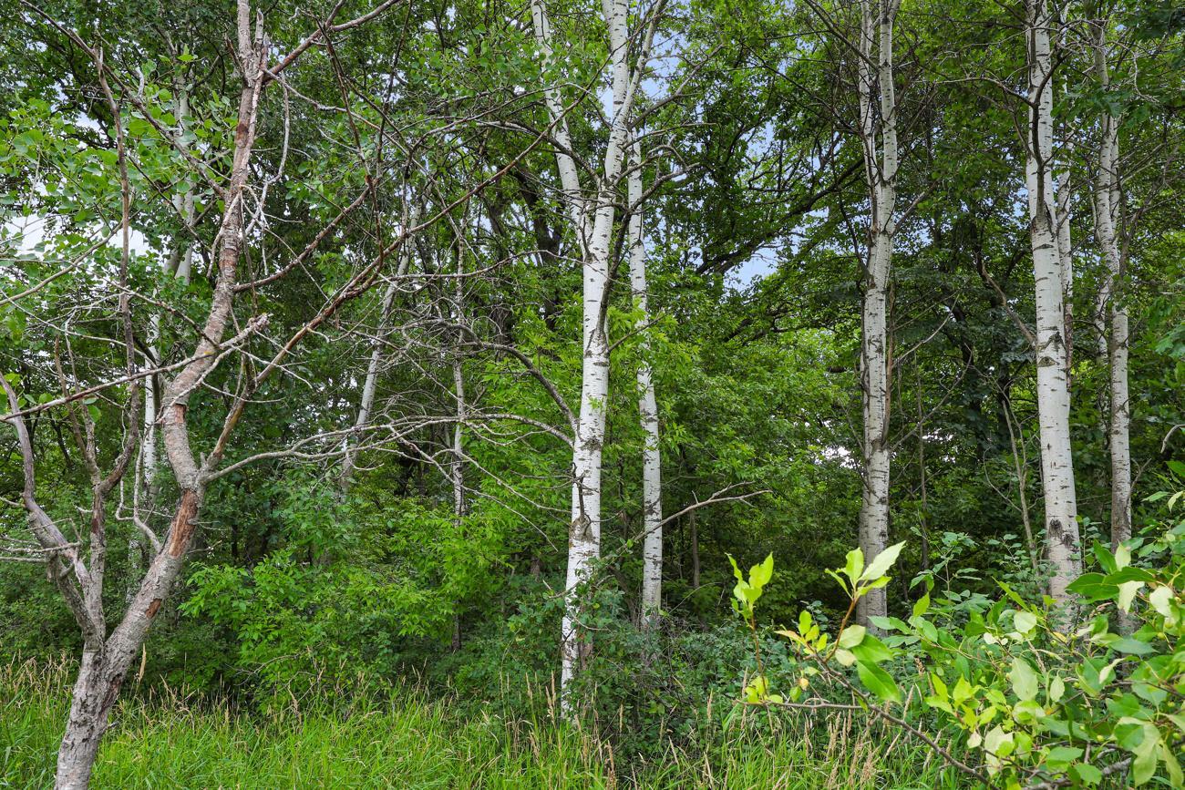 Variety of tree species and underbrush