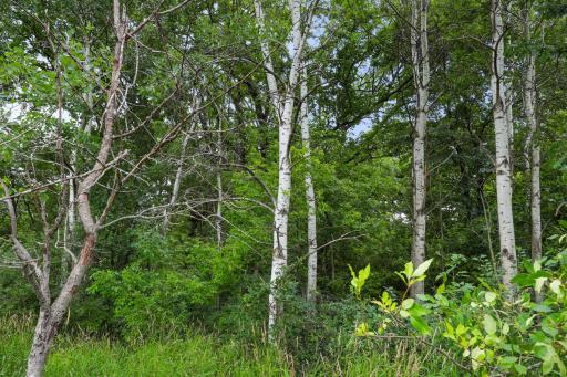 TBD 350th Street, Shafer, MN 55074