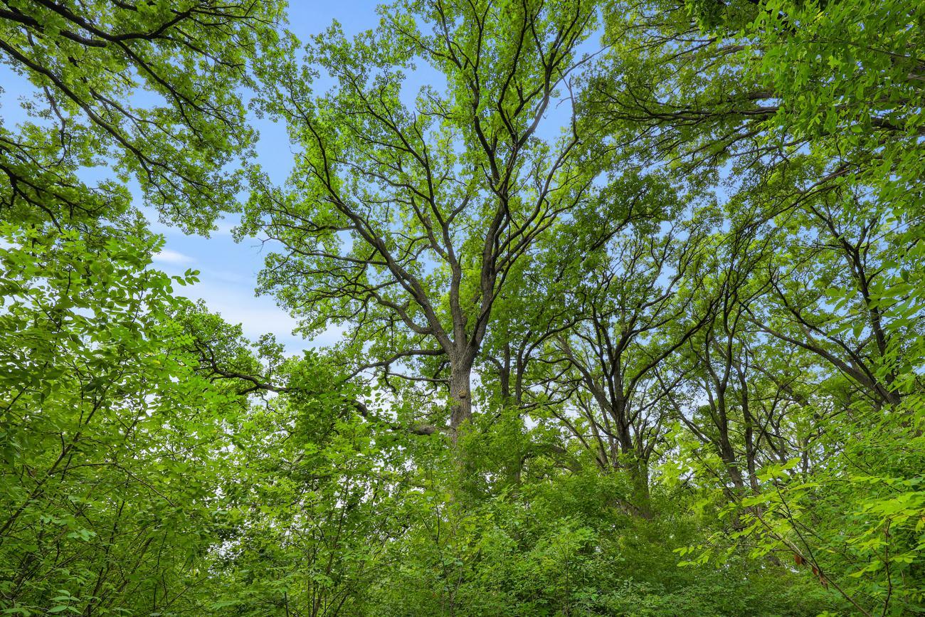 Many mature hardwood trees