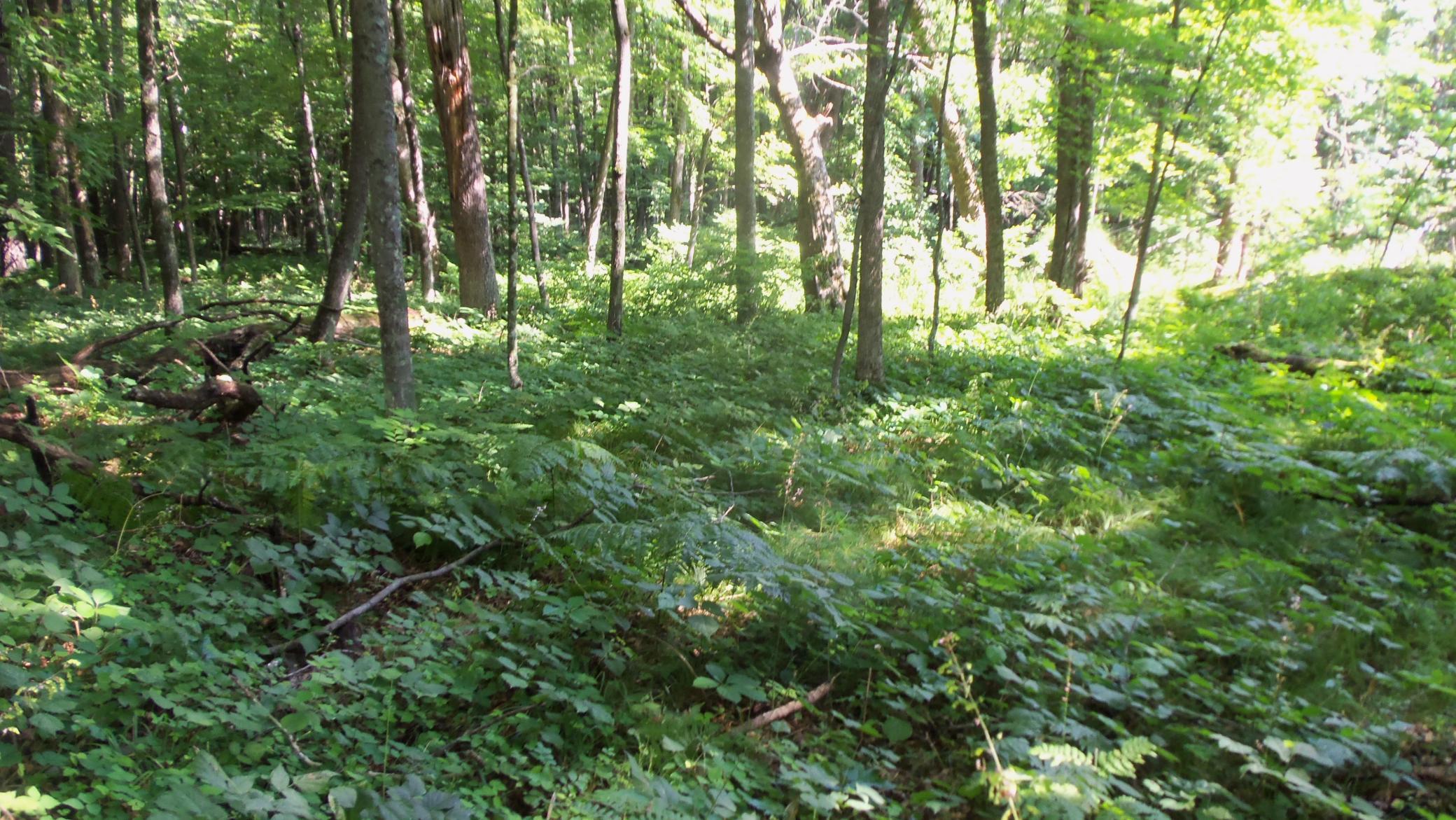100_6455.JPG