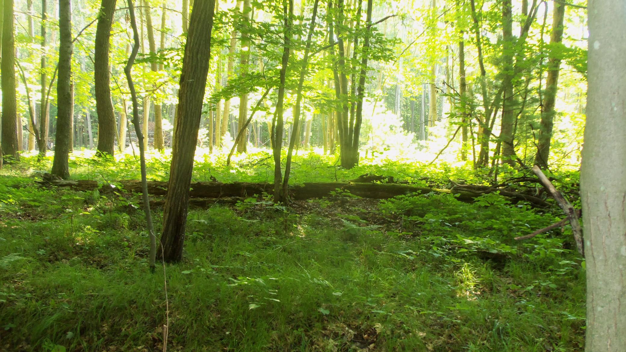 100_6474.JPG