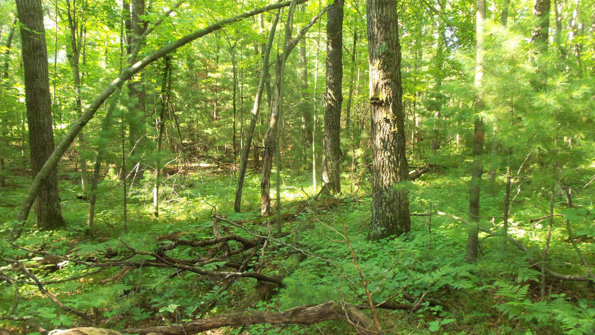 100_6475.JPG