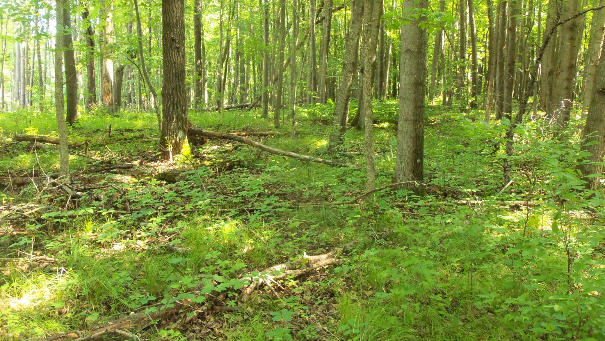 100_6484.JPG